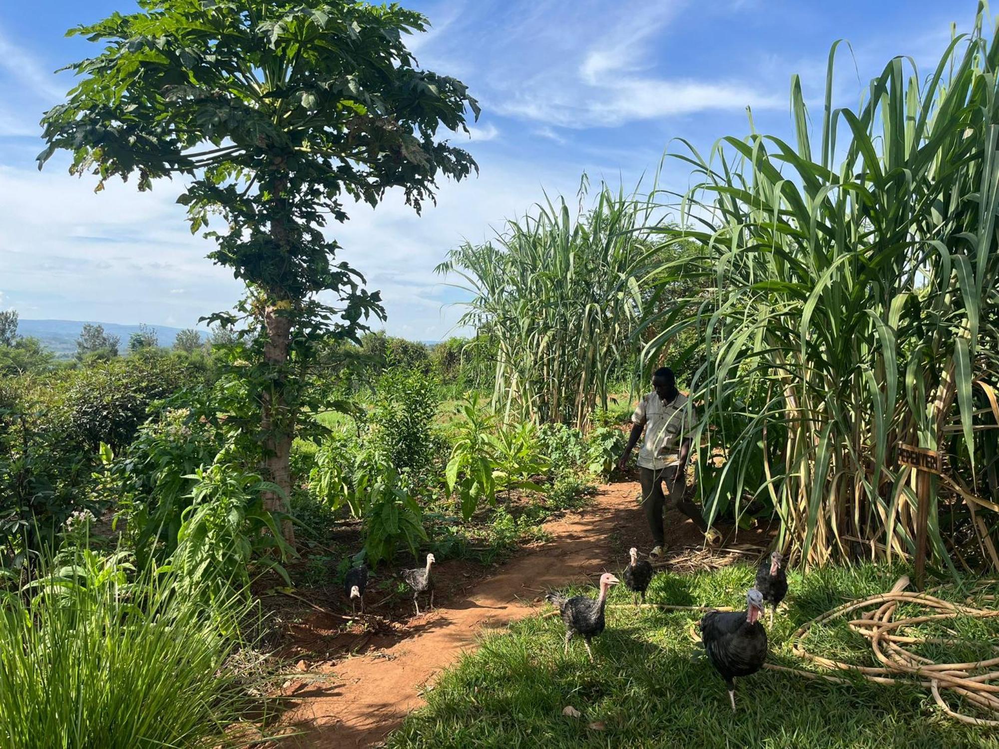 Rutete Eco Lodge Rwinkwavu Esterno foto